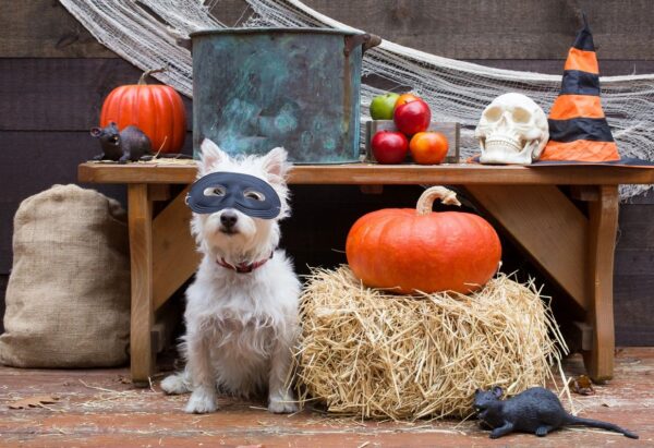 A dog wears a mask next to a hay bale & pumpkin.